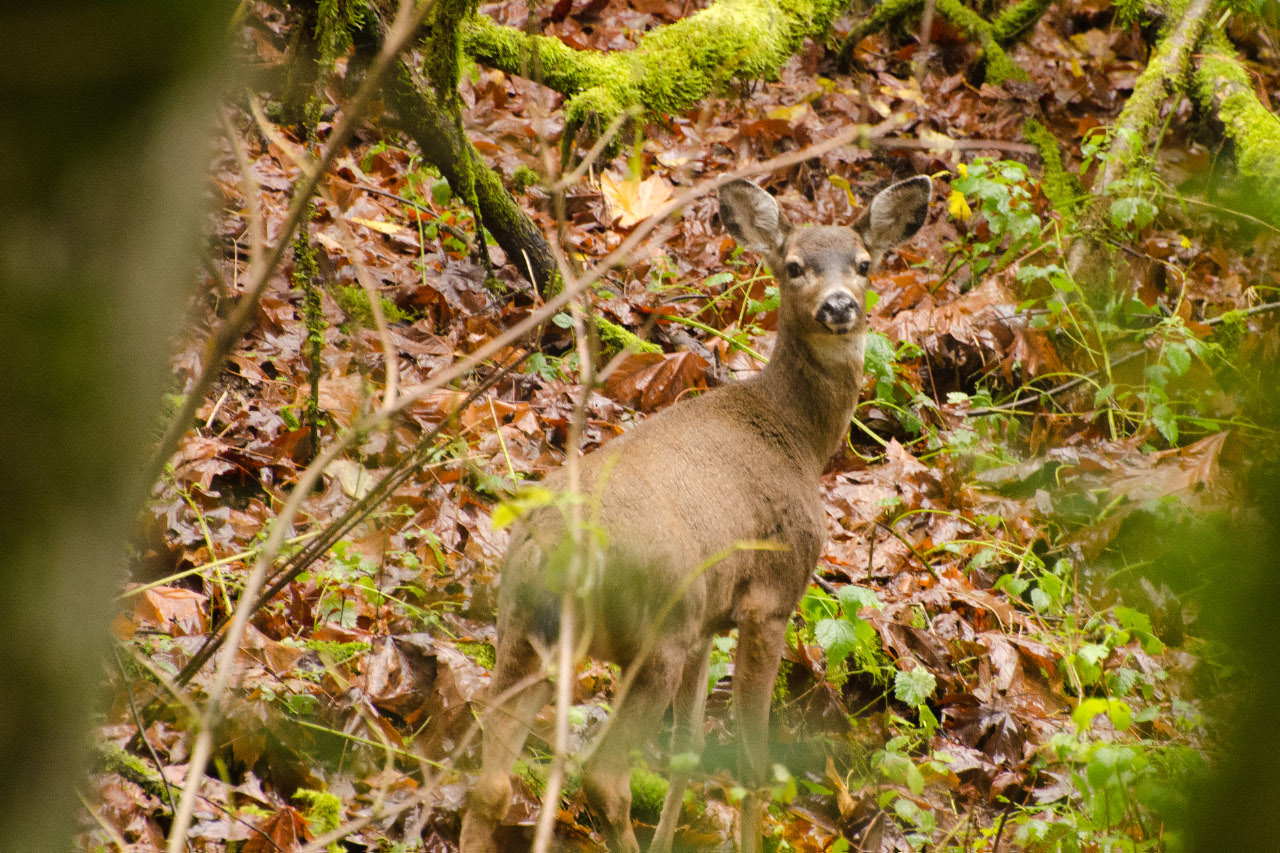 Blacktail Deer Doe