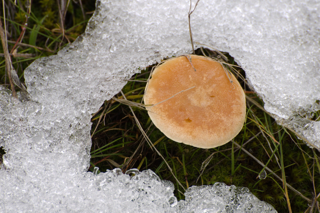 A hardy mushroom