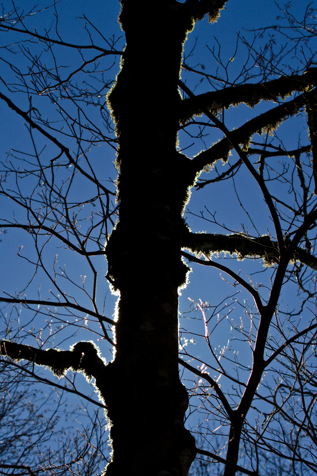 Back-lit tree