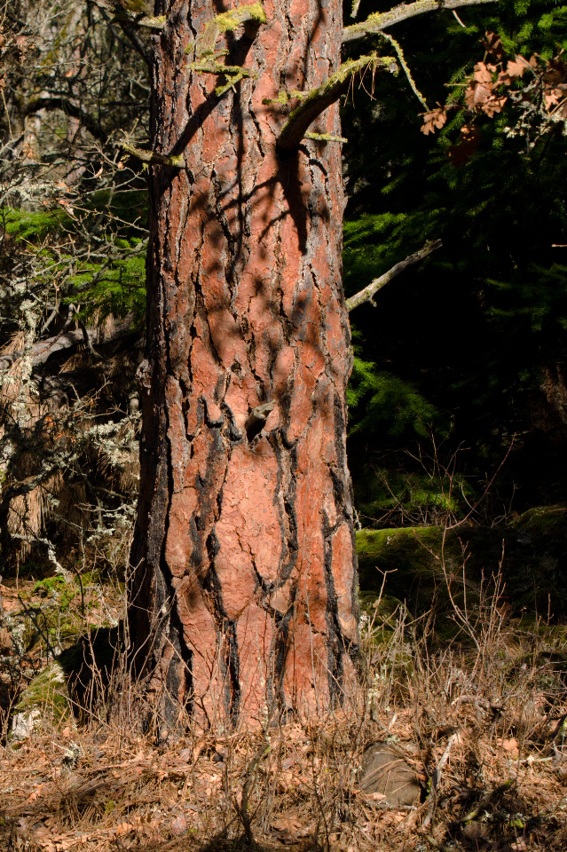 Mature Pondorosa Pine (a pumpkin)