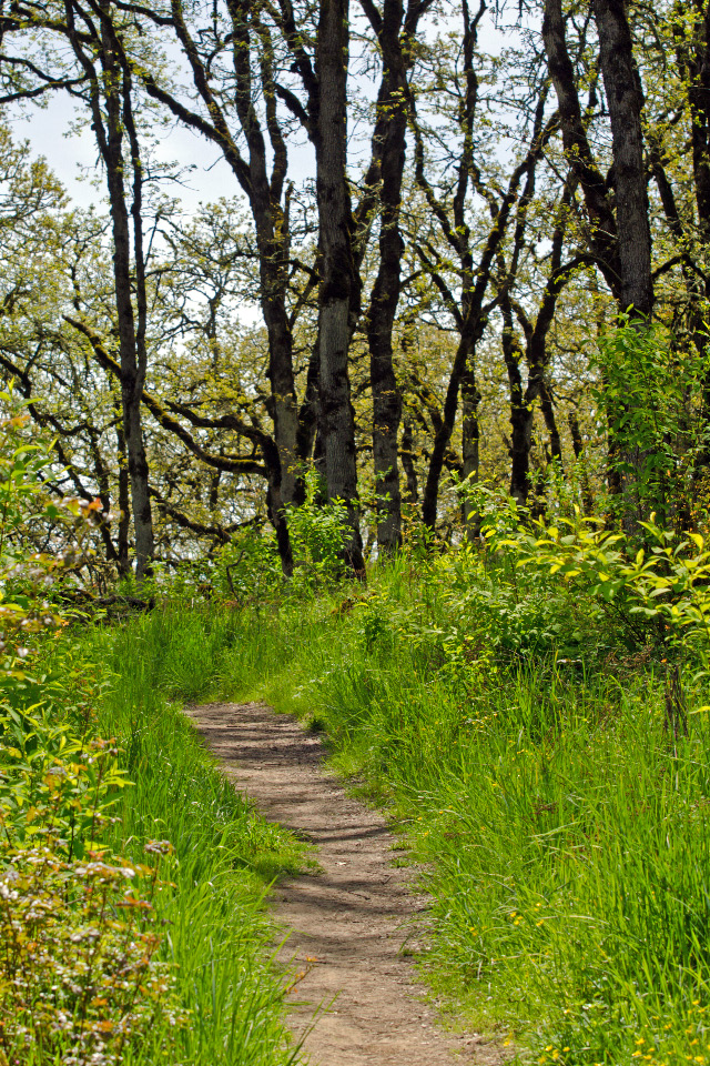 Trail leading through the Oregon Oak trees