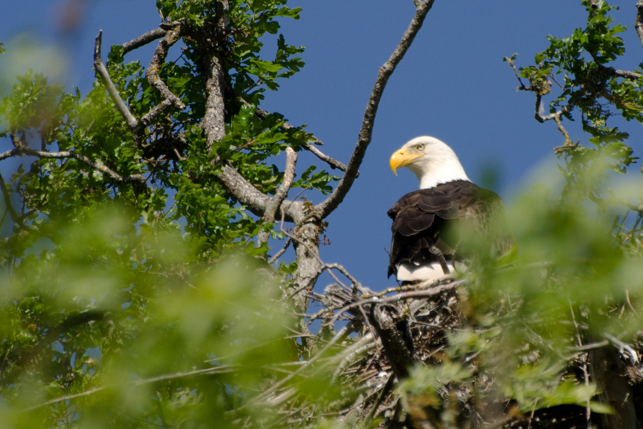 Magnificant Eagle on an Oak Island