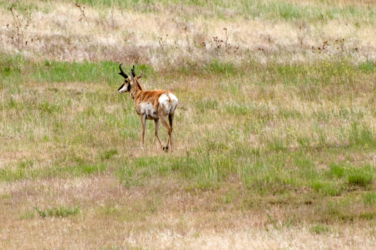 Large Antelope seen on drive to Painted Hills