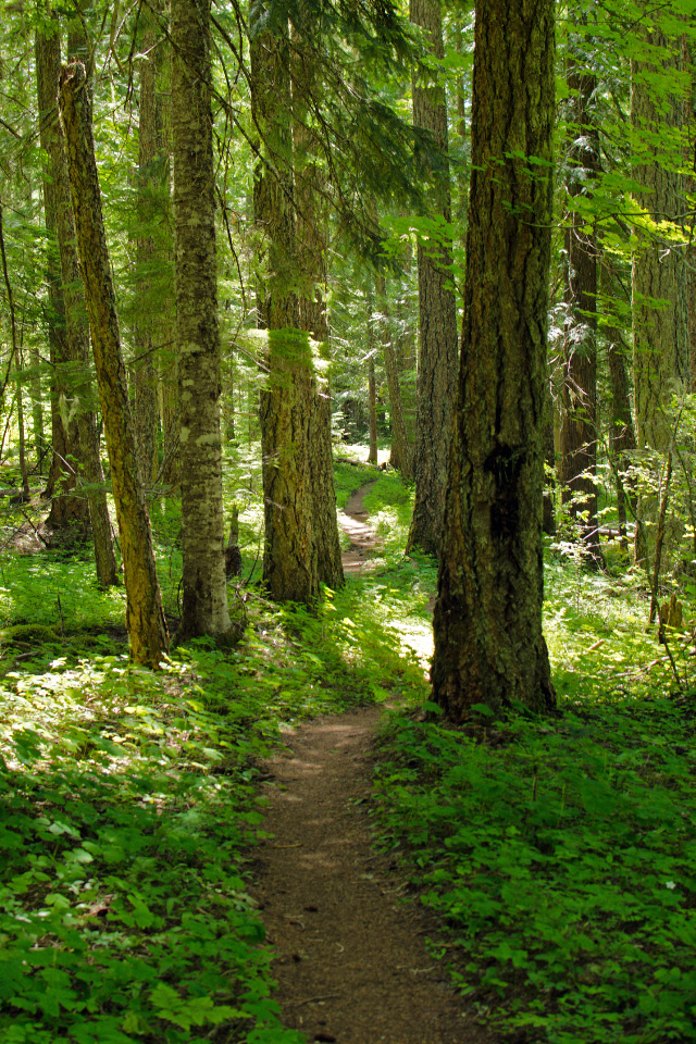 Trail leading through a mature Hemlock forest