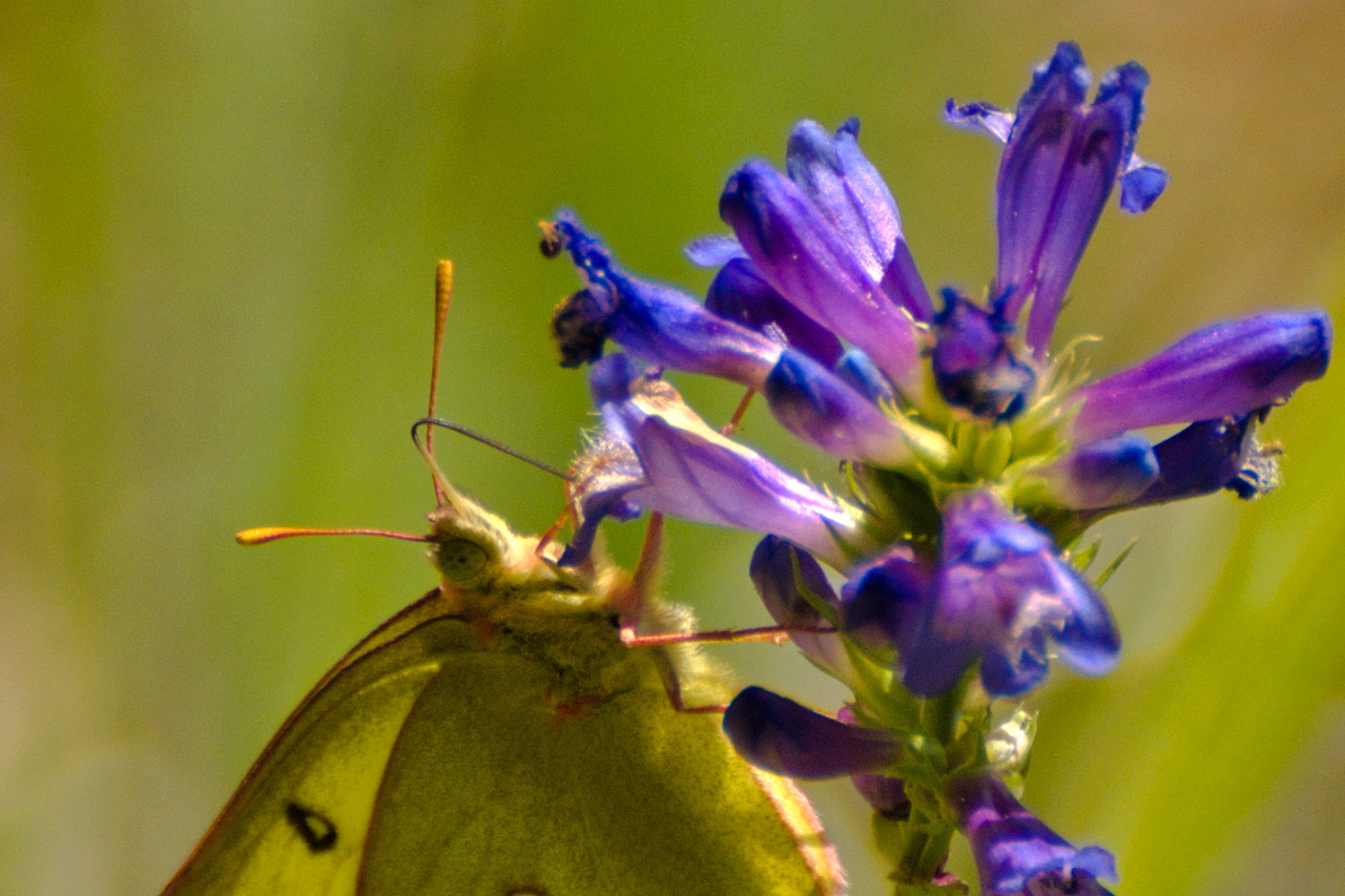 Sulpher Butterfly enjoying a Penstemon