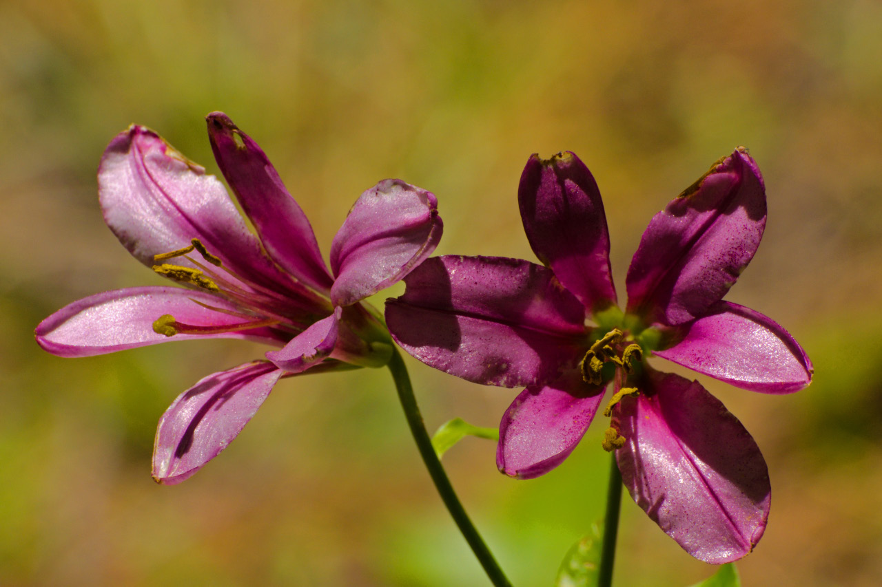 Cascade Lily