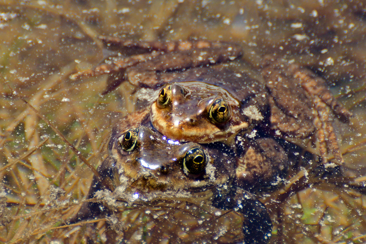 Frogs in the warmer shallows of a tarn below McNeil Point