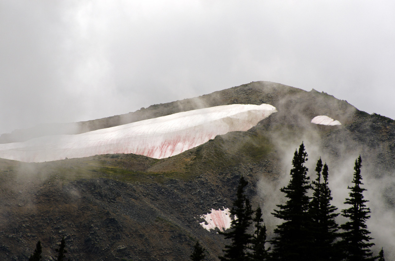 Melting snowfield on Mt. Rainier near Sunrise Lodge