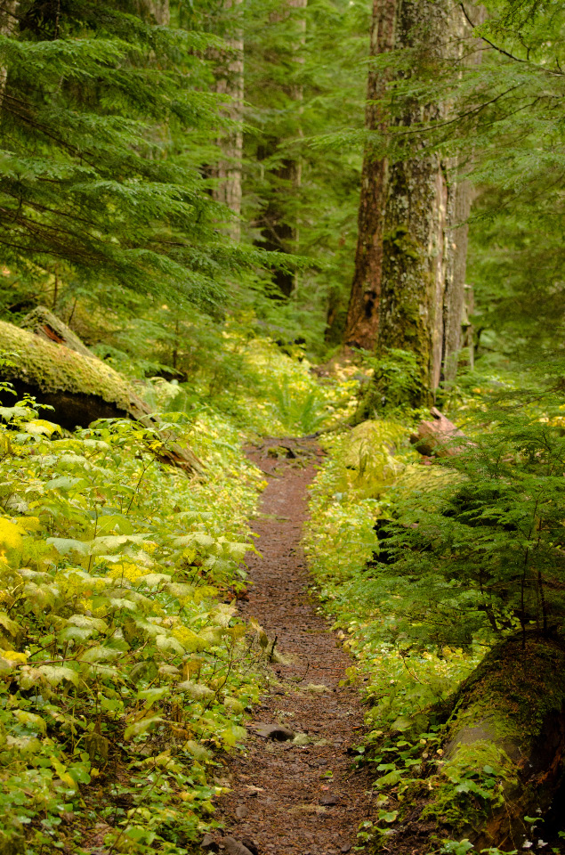 The trail leading through the old growth forest