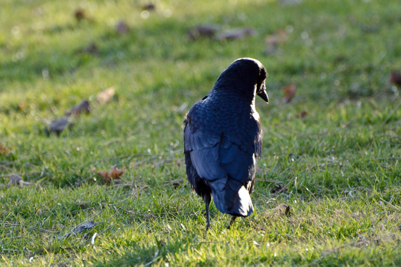 Crow on the march for food