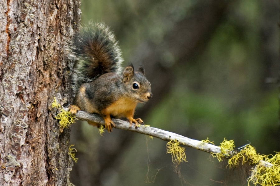 Pine Squirrel 