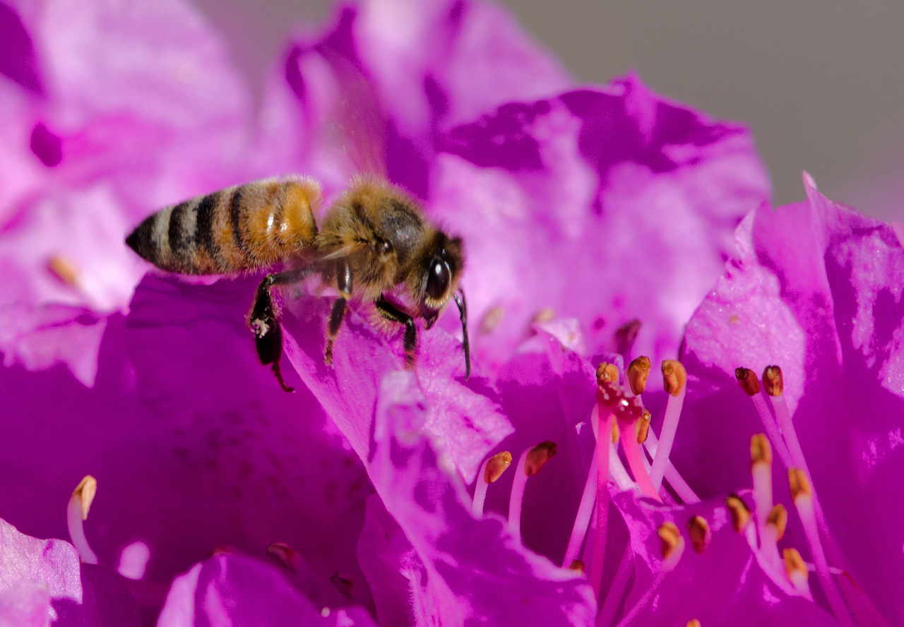 Another bee enjoying a flower