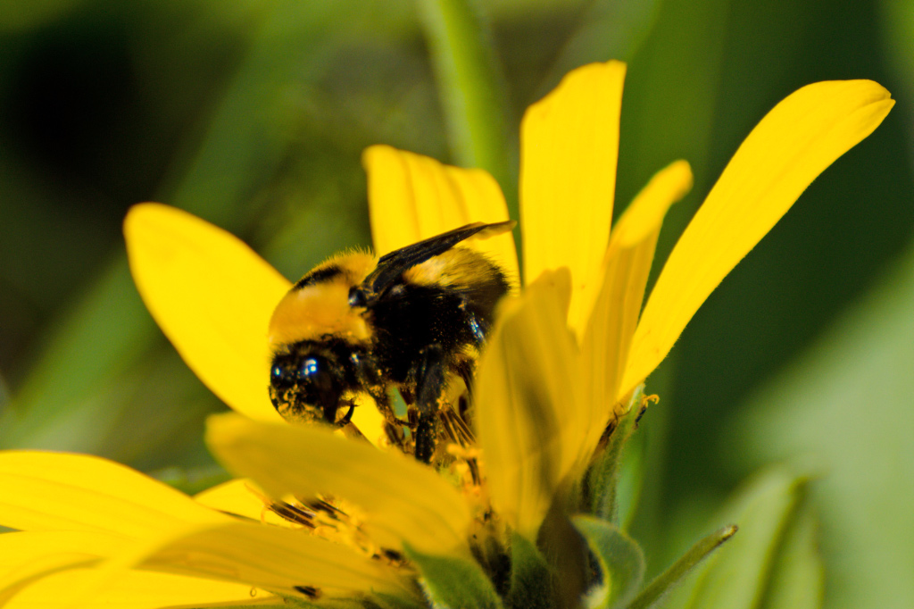 Bee on a Balsamroot