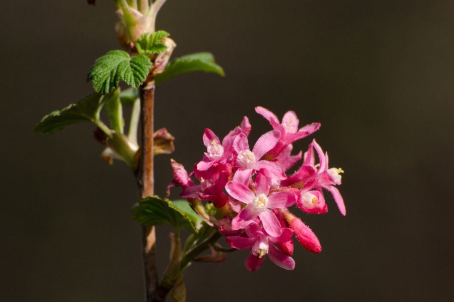 Flowering Currant