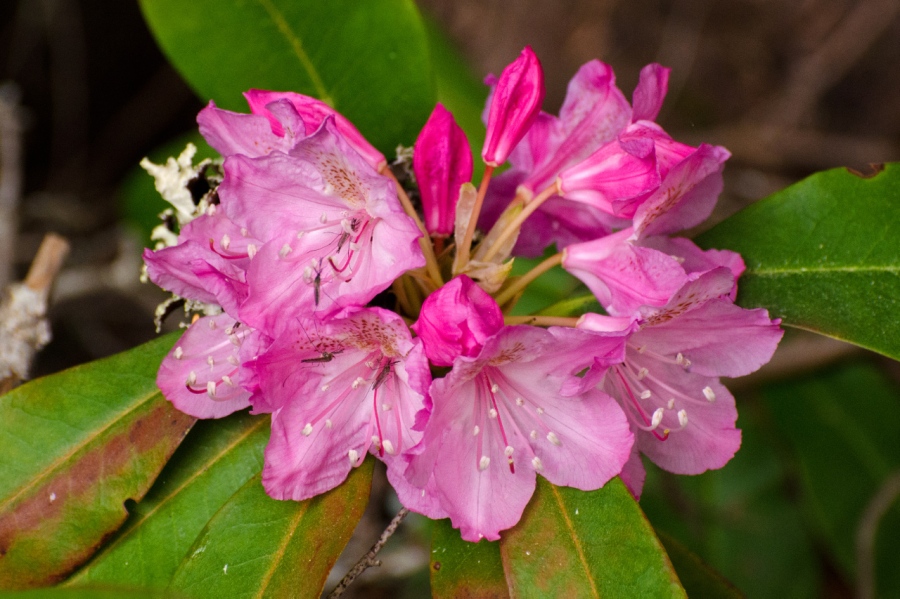 Wild Rhododendron 
