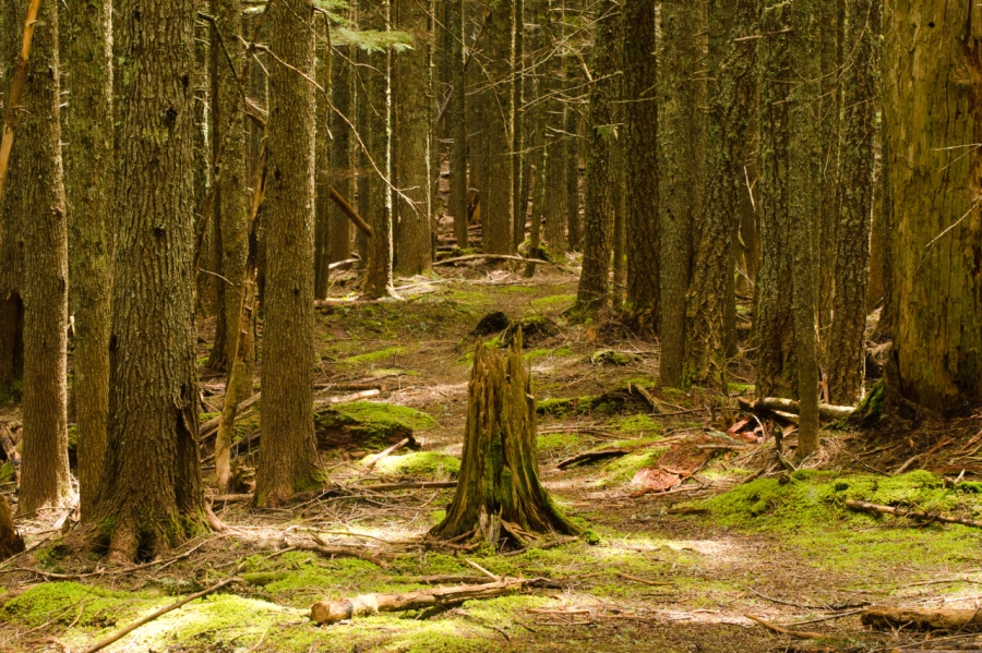 The beauty of an old-growth Mountain Hemlock forest