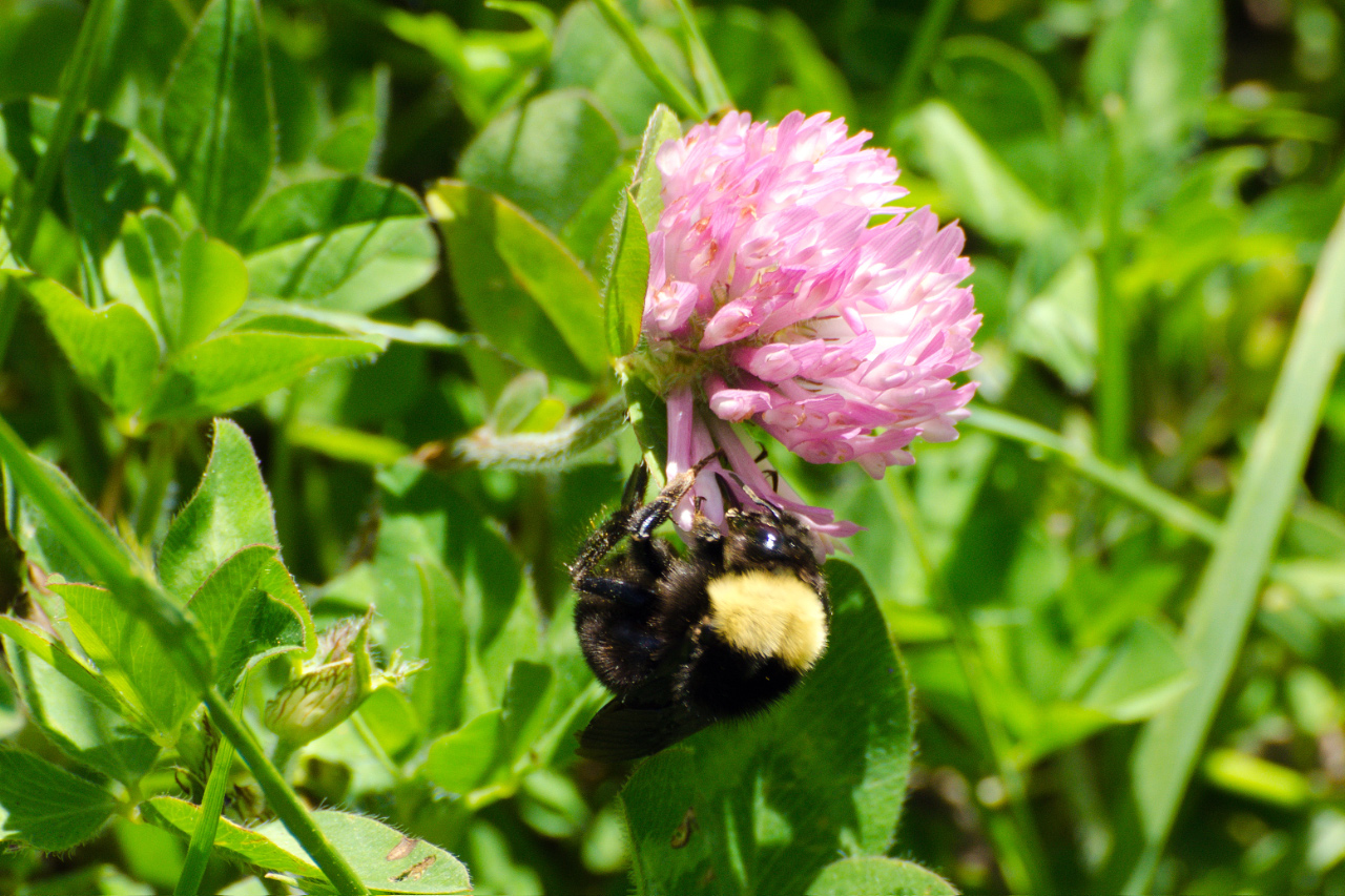 Bumblebee enjoying a Clover