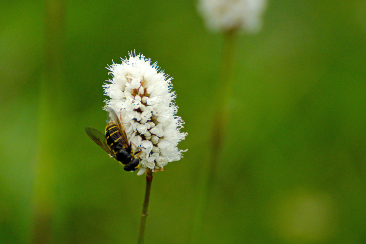 Bee on a Bistort