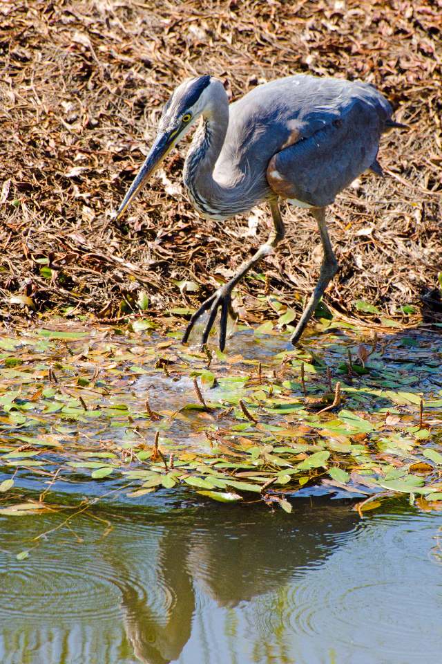 Great Blue Heron going for the kill