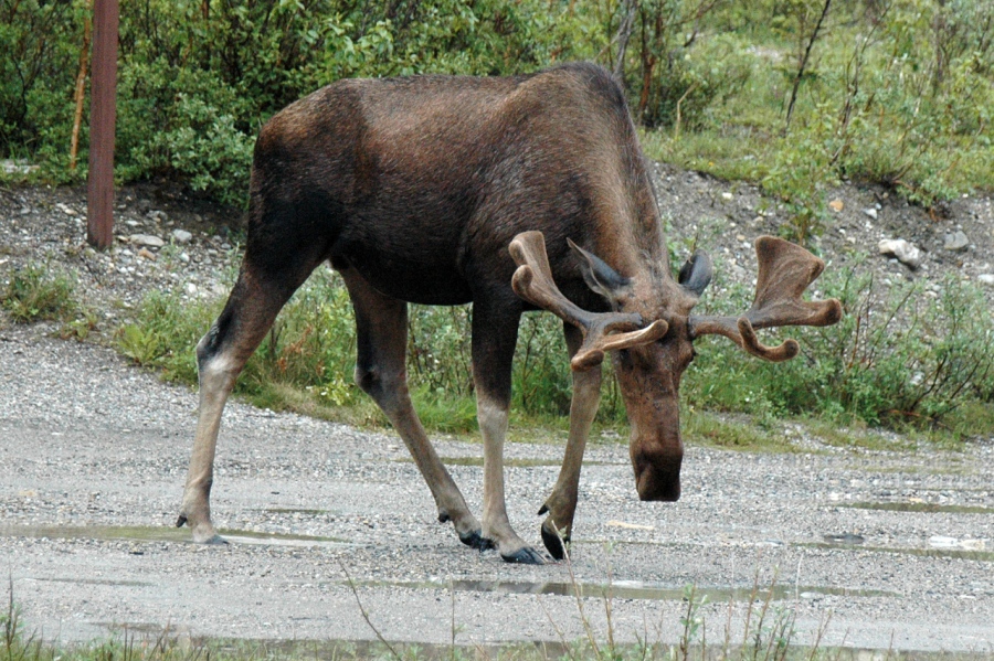 Irritated Moose Bull