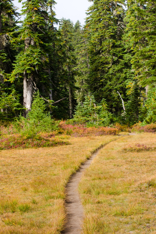 Trail leading through an open meadow