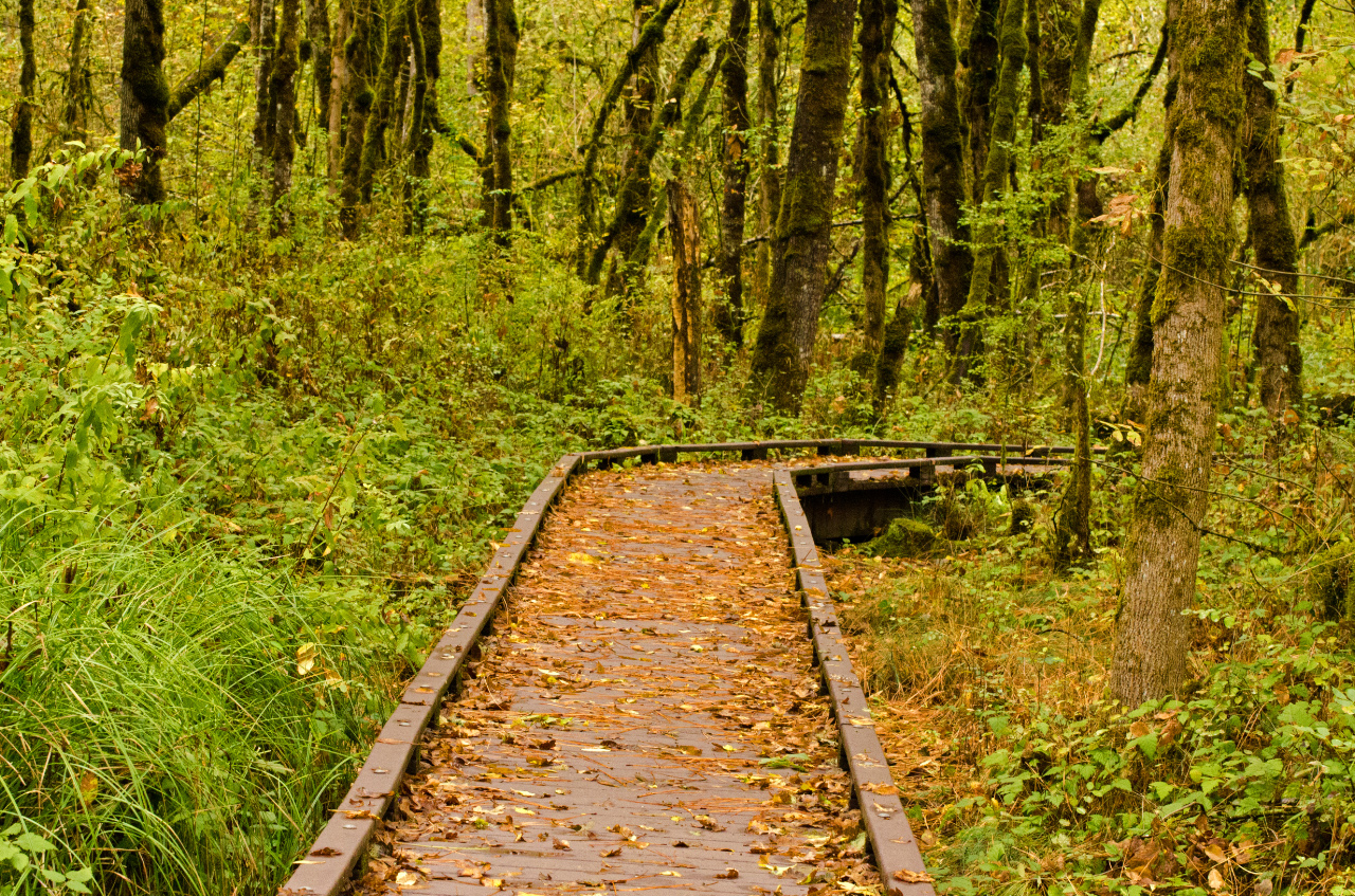 Leaves falling on the wooden path