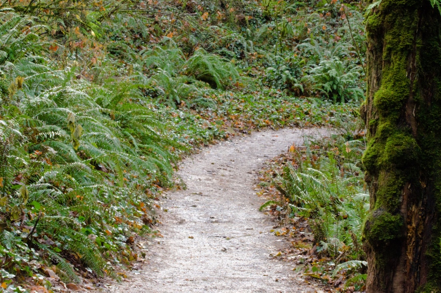 Sword Ferns lining the Wildwood Trail