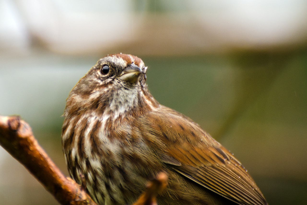 Pensive Song Sparrow