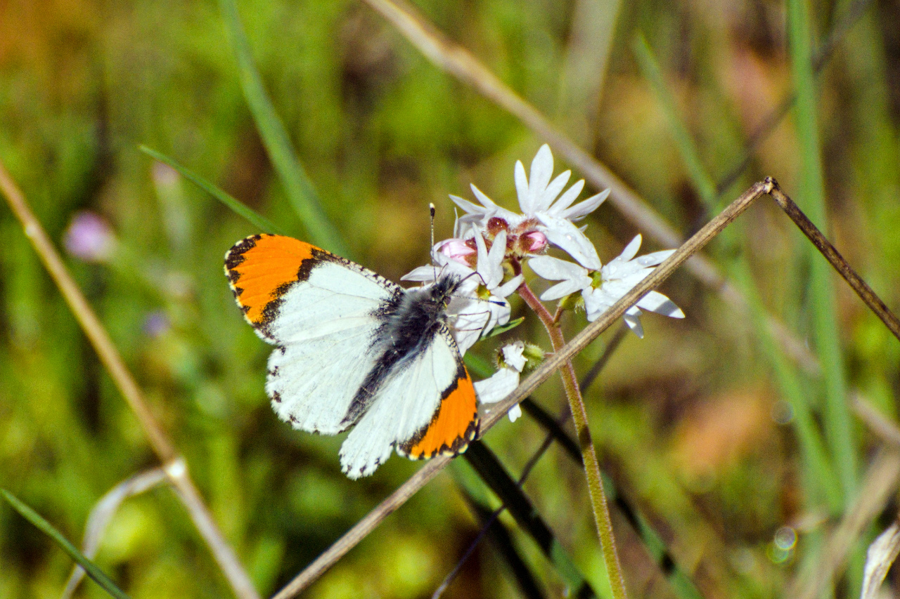 Orange-tipped Butterfly