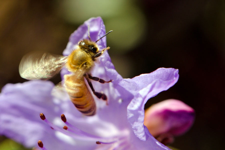 Honey Bee in motion