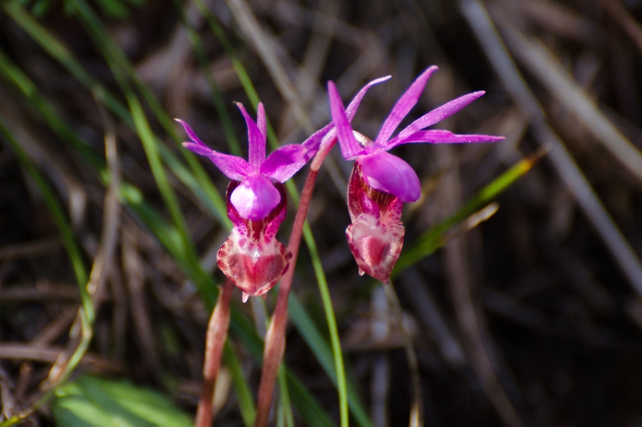 Calypso Orchids