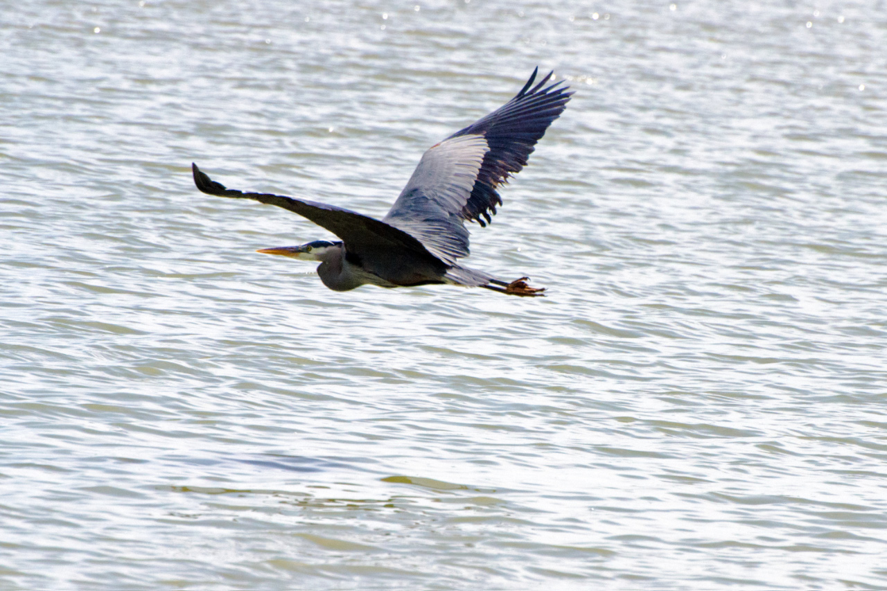 Great Blue Heron on the fly