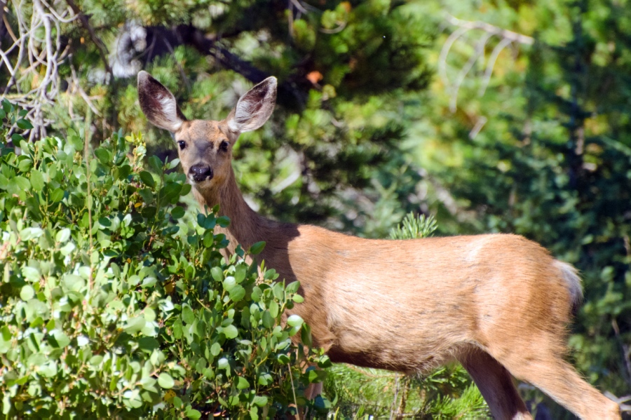 Mule Deer Doe browsing on a Manzinita bush