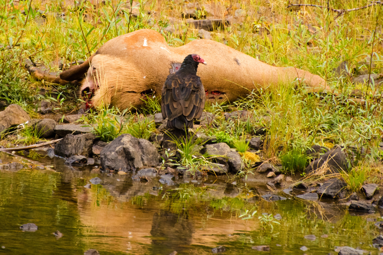 Turkey Vulture having a snack (a very suspicious elk carcass)