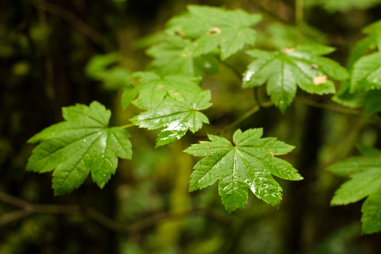 Damp Vine Maple leaves
