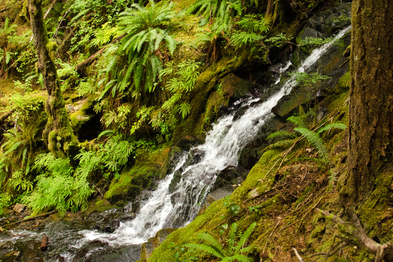 Falls on a tributary of Siouxon Creek