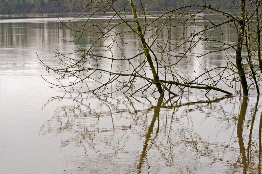 Reflections in the Willamette River