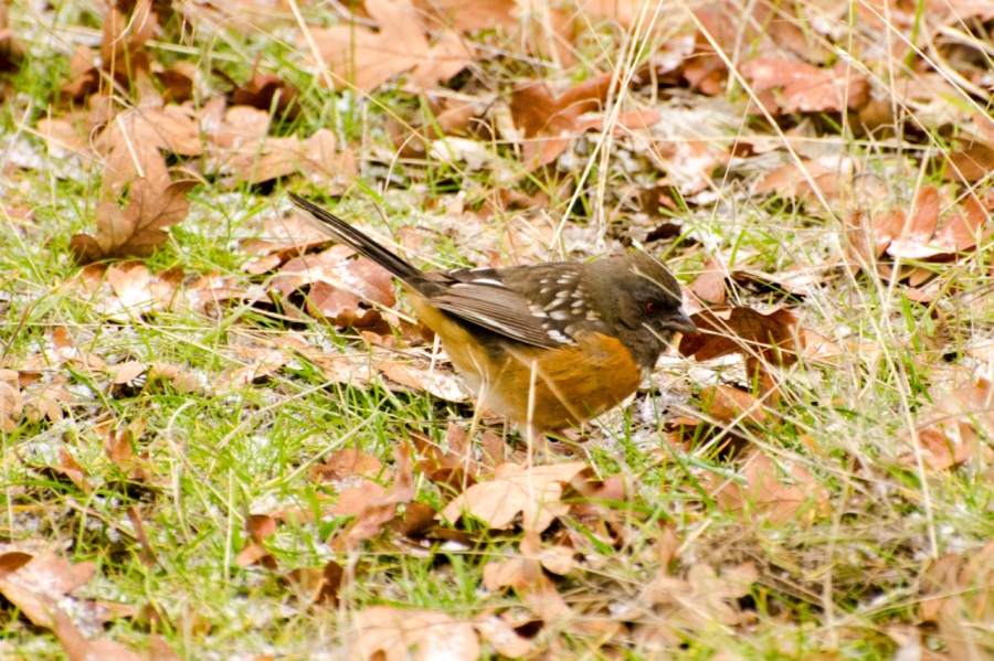 Spotted Towhee looking for bugs under the leaves