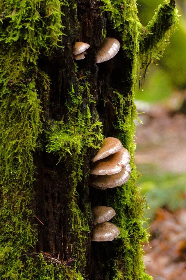 Fungi on an Alder