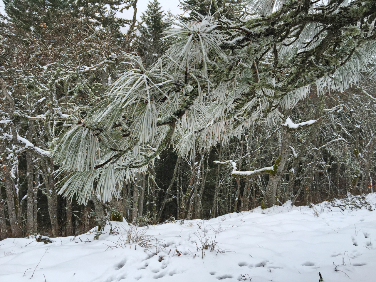 Frosty Ponderosa Pine needles