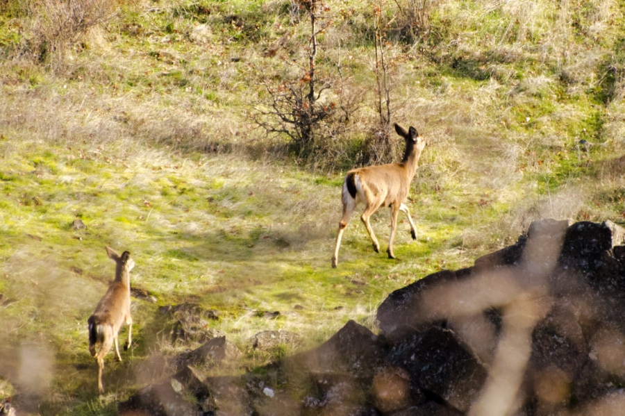 Several Blacktail Deer that I spooked from their beds