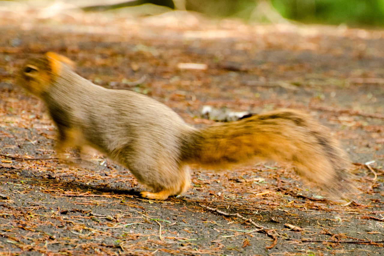 Fox Squirrel on the run