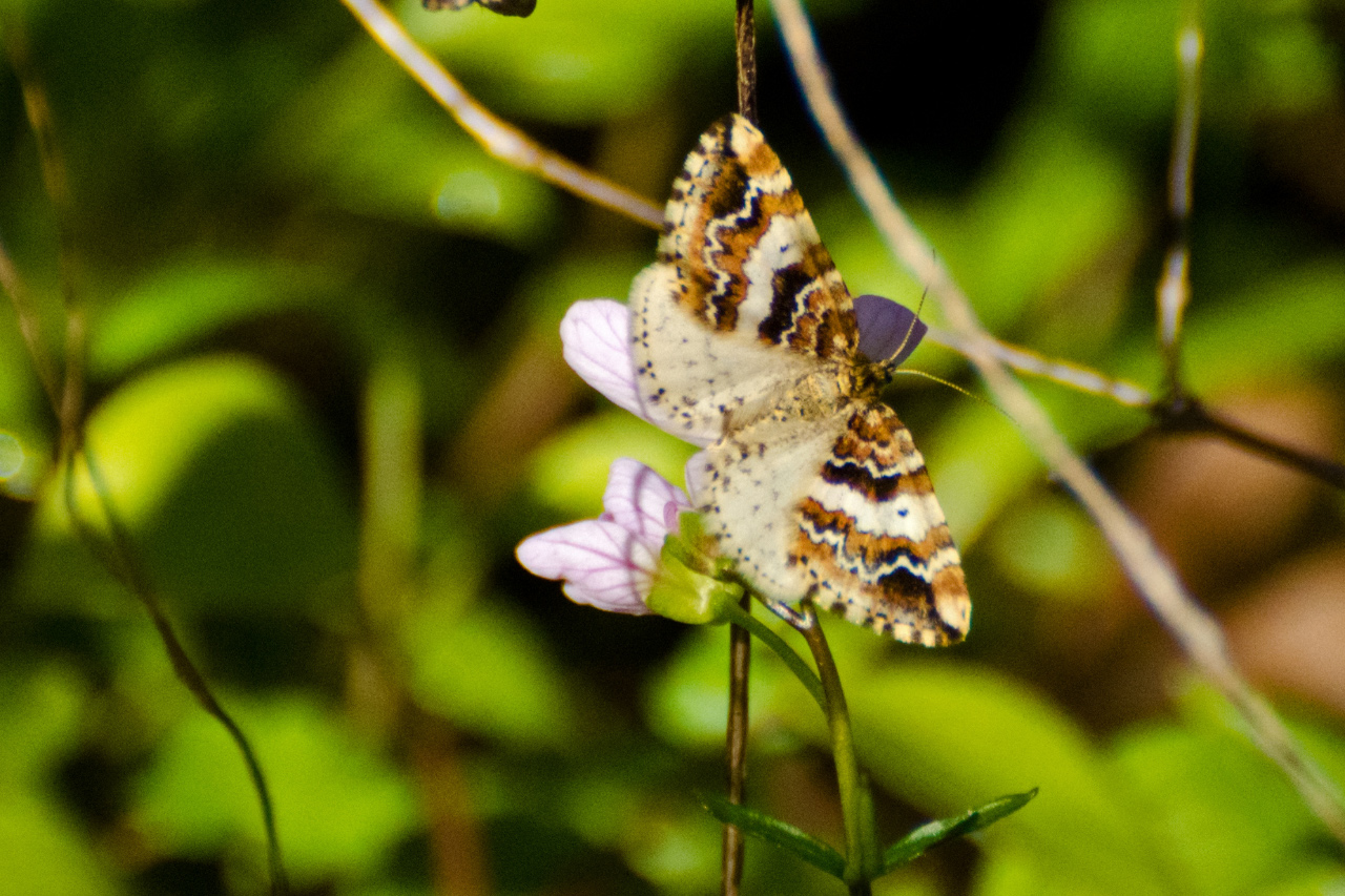 A moth enjoying a Toothwort flower