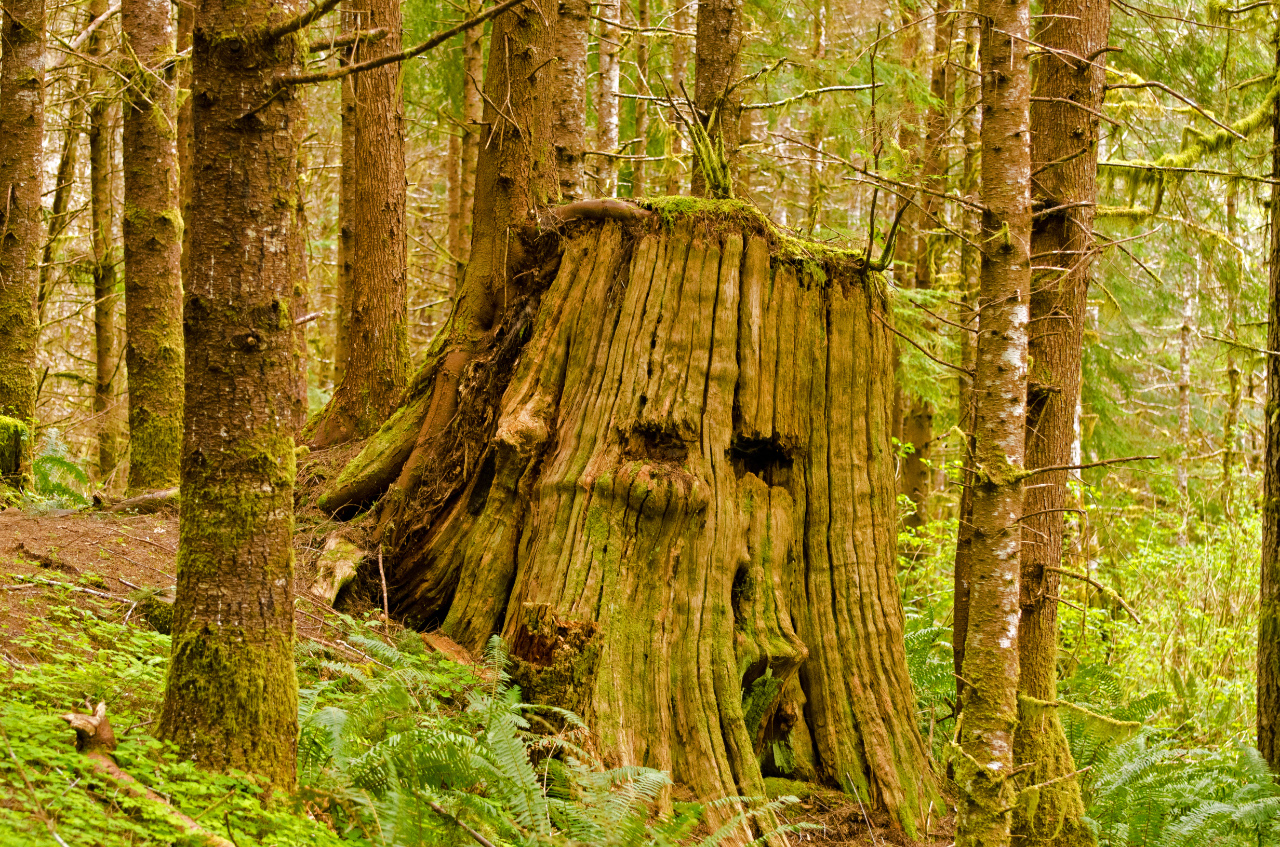 Double springboard slots in giant Cedar stump