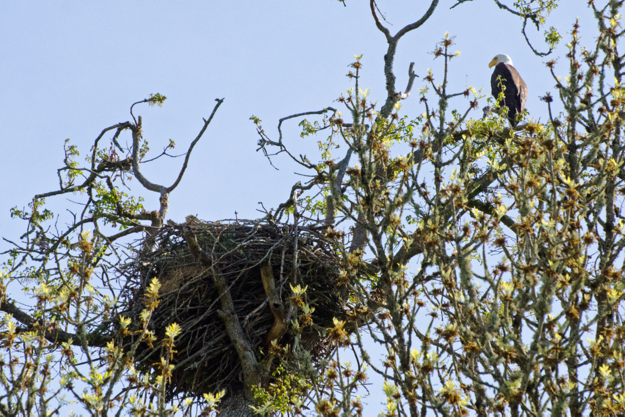 Bald Eagle guarding its nest