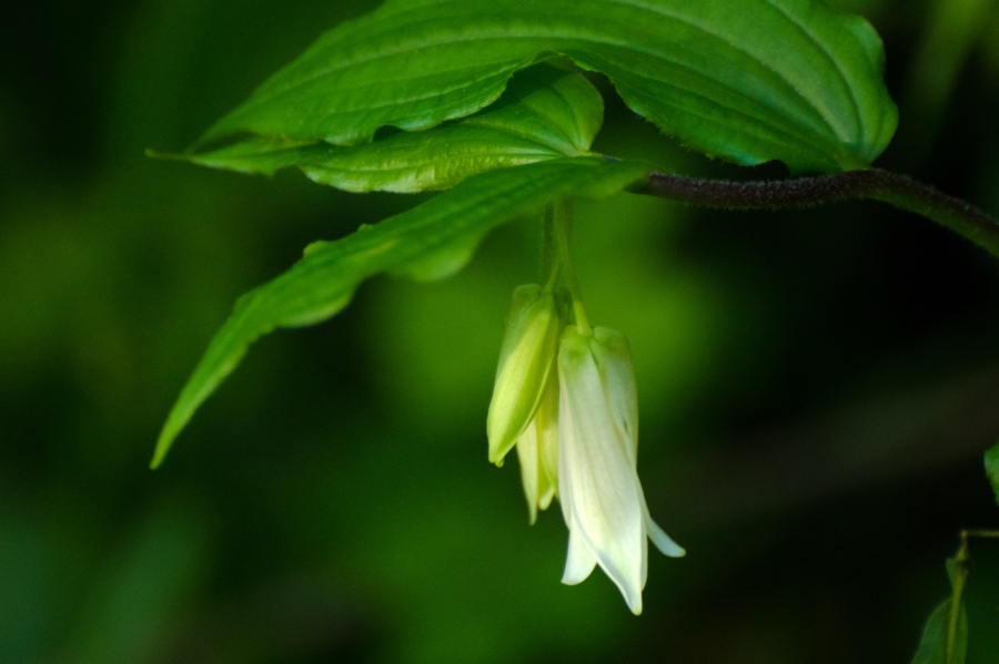 Fairy Lantern (wild Lily)