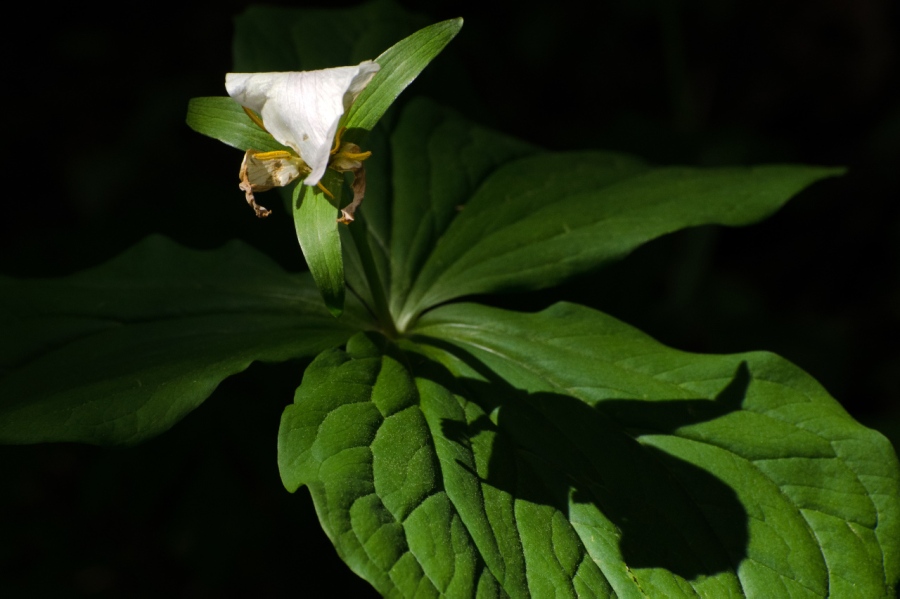 Last remains of a Trillium flower (wild Lily)