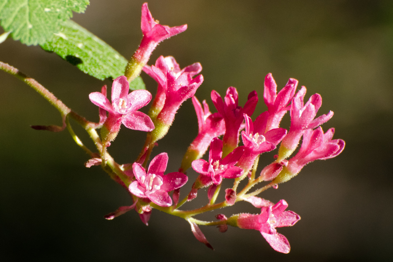 Flowering Red Currant