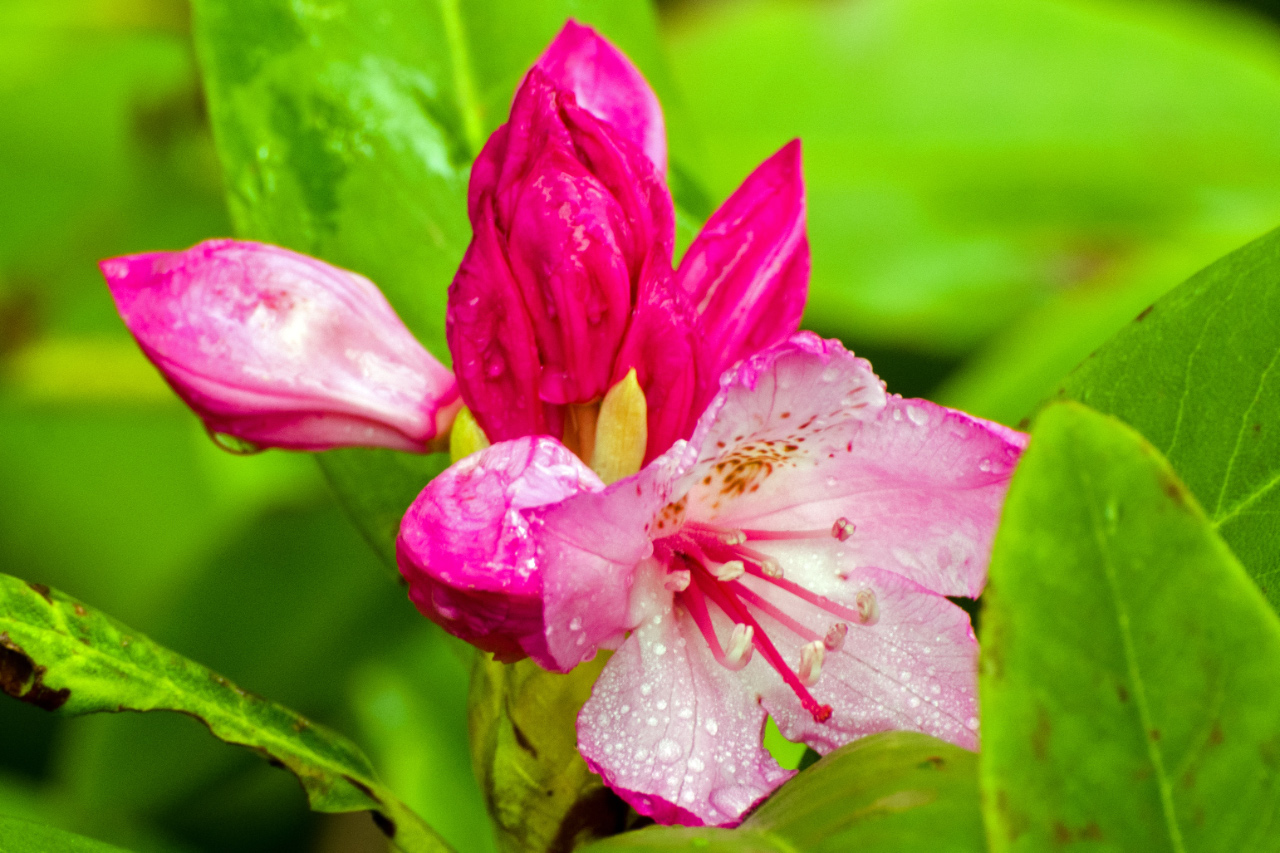 Western Rhododendron 