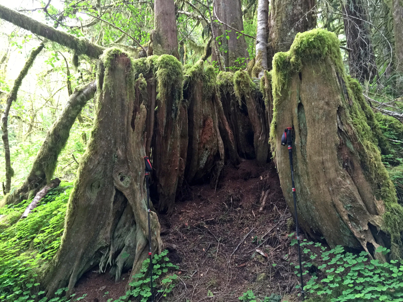 Huge old Cedar Stump